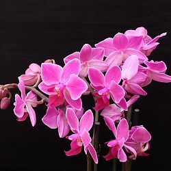 Orchidee-donkerroze-1641831138.jpg