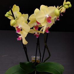 Orchidee-geel-groot-1642070335.jpg