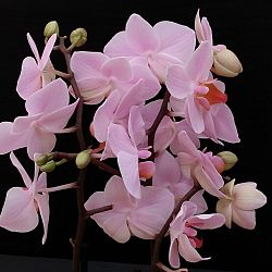Orchidee-lichtroze-1641831144.jpg