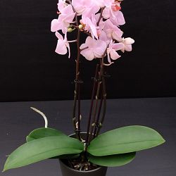 Orchidee-lichtroze-middel-1641831150.jpg