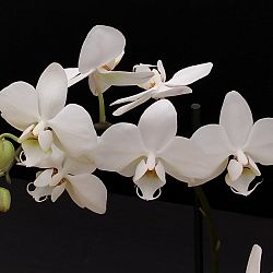 Orchidee-wit-1641831152.jpg