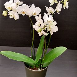 Orchidee-wit-middel2-1641831149.jpg