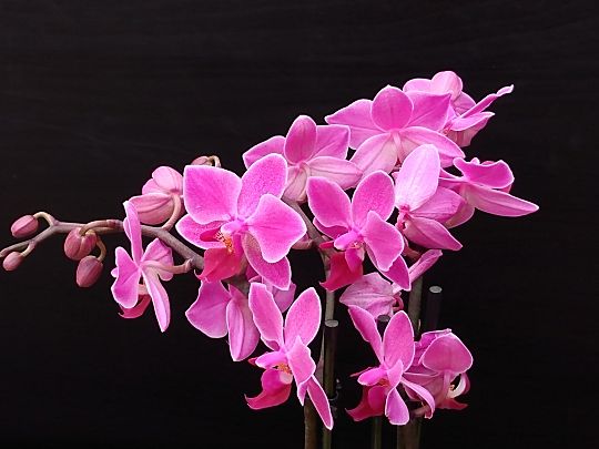 Orchidee donkerroze.jpg