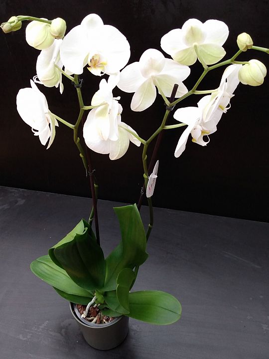 Orchidee-wit-groot-1641831387.jpg