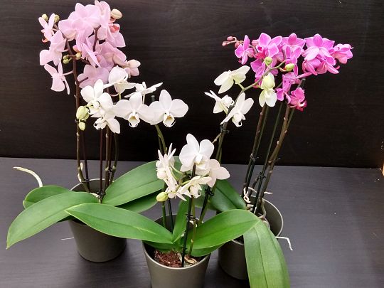 Orchideen-1641831092.jpg